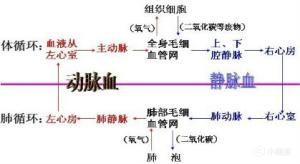 对明日方舟专有名词的部分分析（感染者篇）-第5张