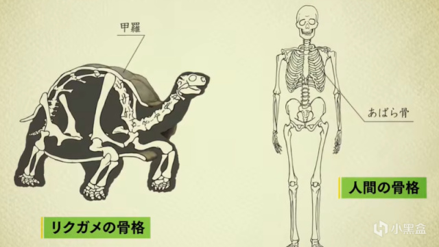 【影視動漫】跟動物交換身體：超魔性科普動畫，這種奇怪的畫風真的沒問題嗎？