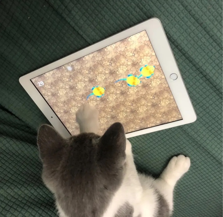 【萌宠】手把手教你养你的第一只猫：哪些app可以帮你养猫？——实用篇-第16张