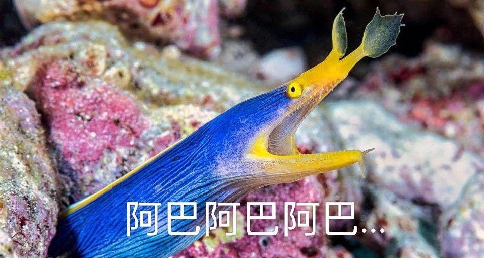 [奇怪生物日志186]身子和脸不匹的奇特物种