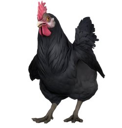 【CS:GO】为什么鸡是CSGO的吉祥物？-第32张