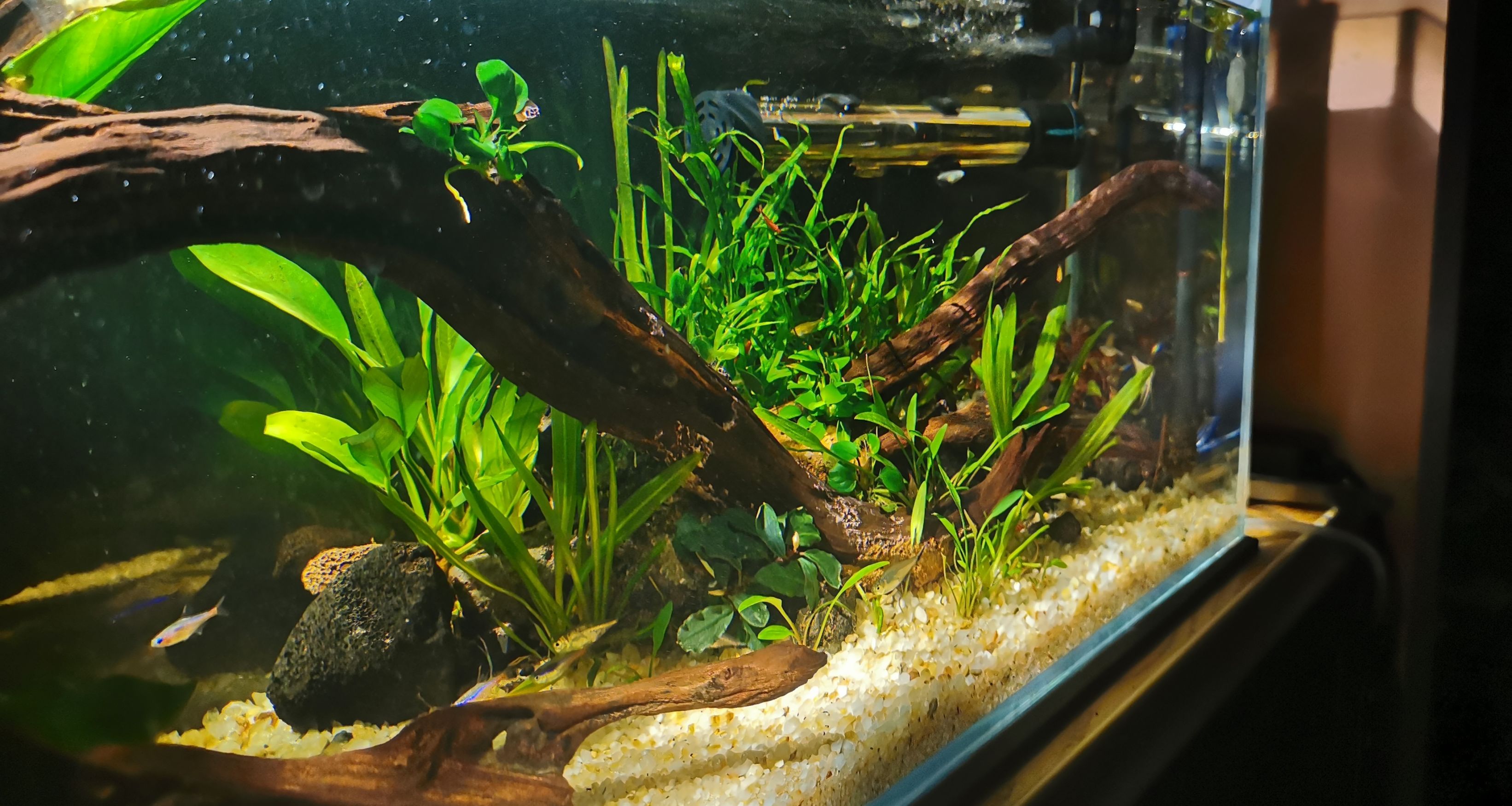 養魚日誌：陰性水草推薦！