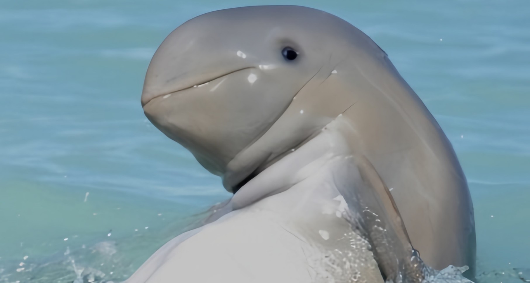 [奇怪生物日誌]是胖胖可愛的稀有肥宅海豚呢