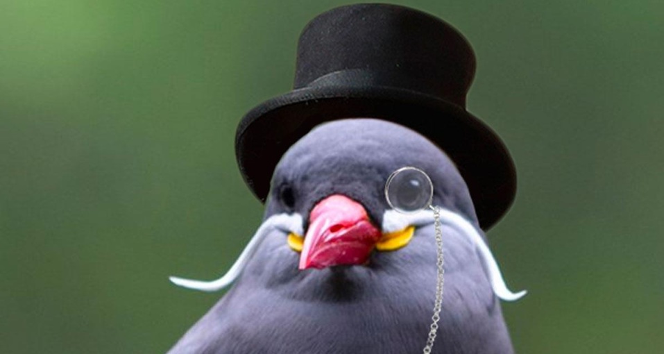[奇怪生物日誌]鳥鳥當紳士，優雅永不過時！
