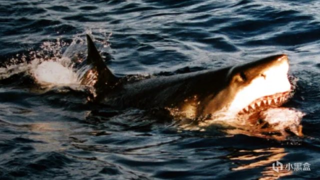 【影视动漫】UMA未确定生物：墨西哥黑魔鲨改编？R级巨齿鲨惊悚片《狂暴黑鲨》