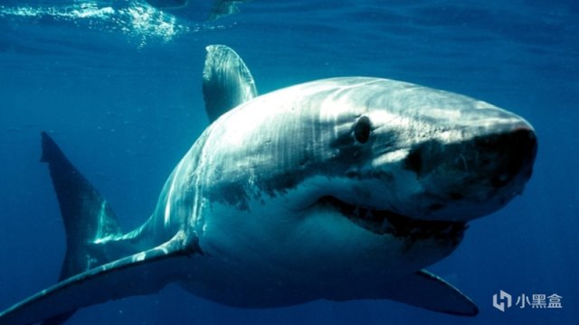 【影视动漫】UMA未确定生物：墨西哥黑魔鲨改编？R级巨齿鲨惊悚片《狂暴黑鲨》-第3张