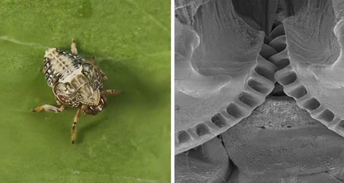 [奇怪生物日誌220]血肉苦弱機械飛昇蟲蟲版