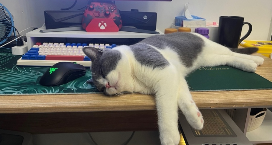 分享我的键鼠猫套装