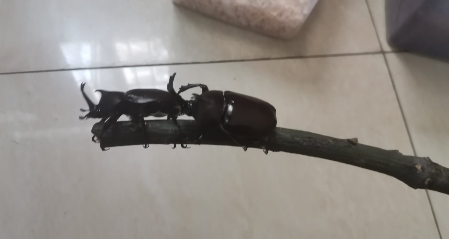 關於我把獨角仙做成掛墜這件事（微重口慎入）