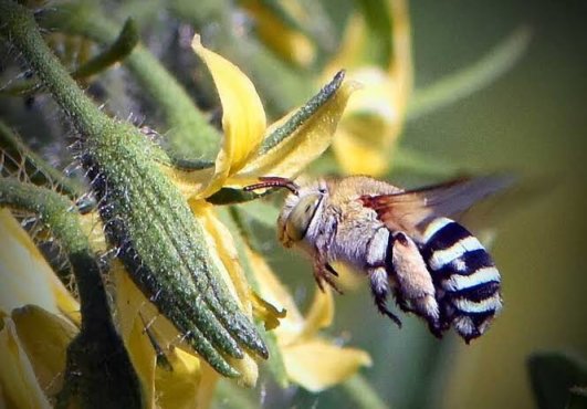 [奇怪生物日志]蜜蜂可不止黄色的哦，还有...