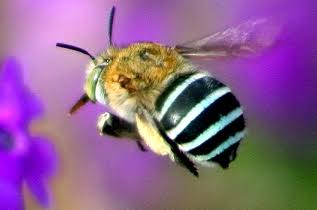[奇怪生物日志]蜜蜂可不止黄色的哦，还有...