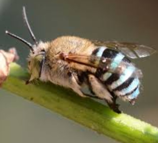 [奇怪生物日志]蜜蜂可不止黄色的哦，还有...