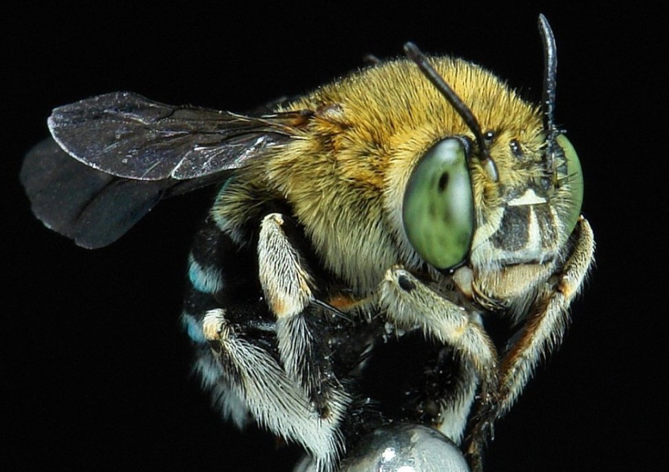 [奇怪生物日志]蜜蜂可不止黄色的哦，还有...