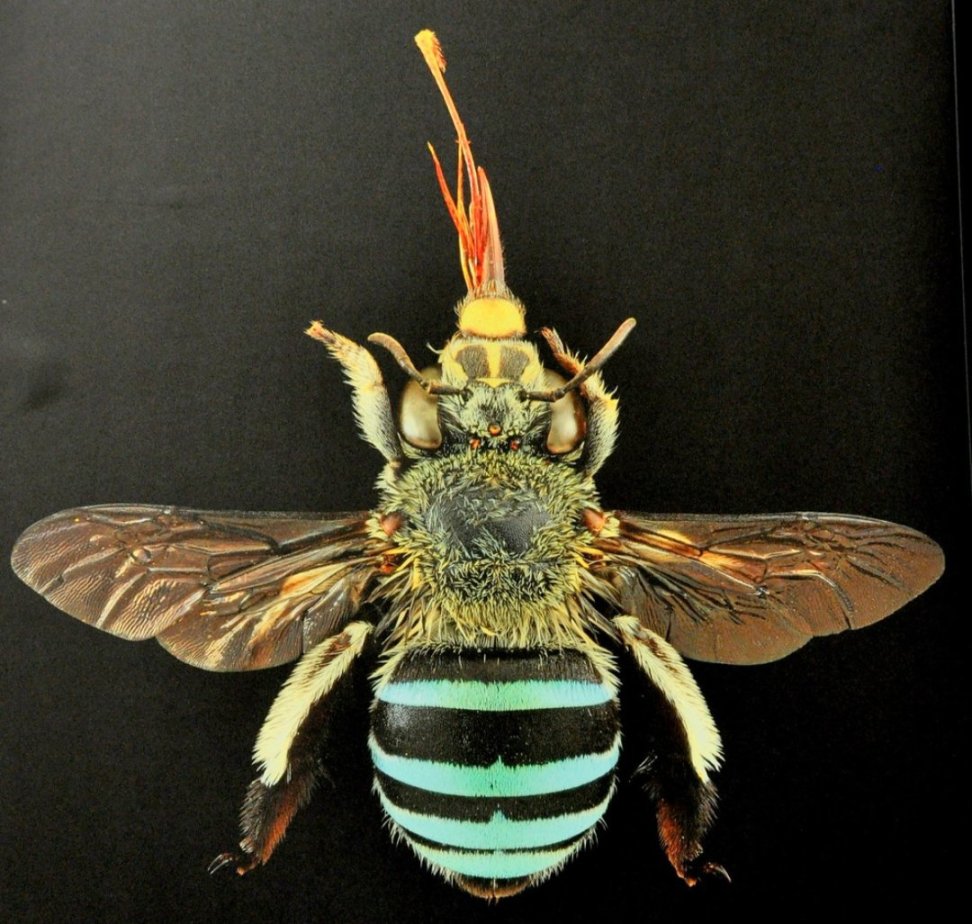 [奇怪生物日志]蜜蜂可不止黄色的哦，还有...