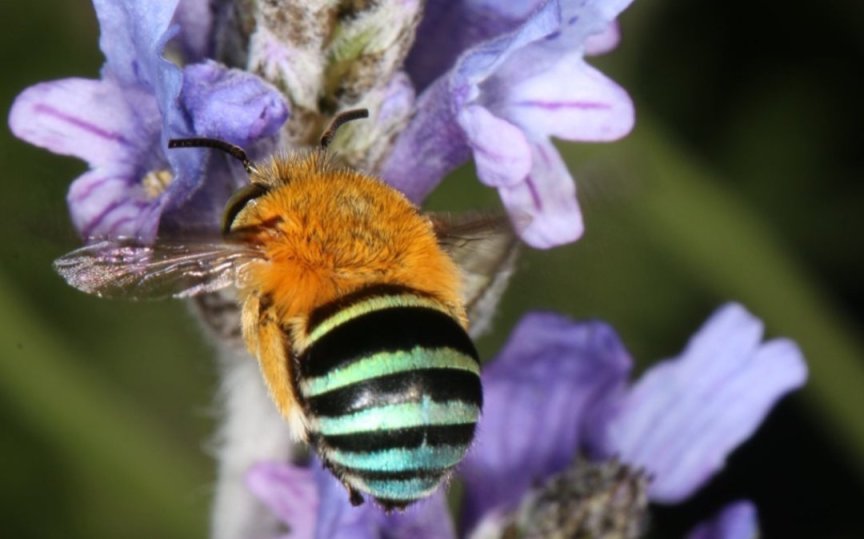 [奇怪生物日志]蜜蜂可不止黄色的哦，还有...