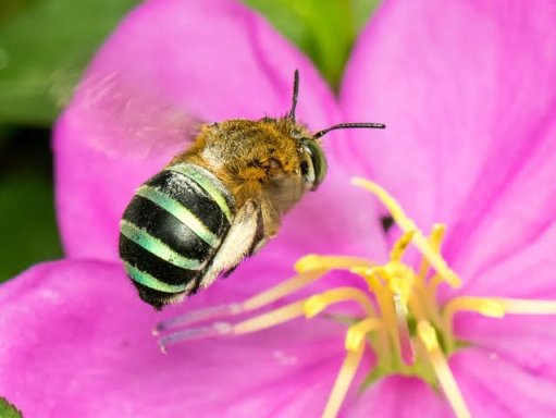 [奇怪生物日志]蜜蜂可不止黄色的哦，还有...