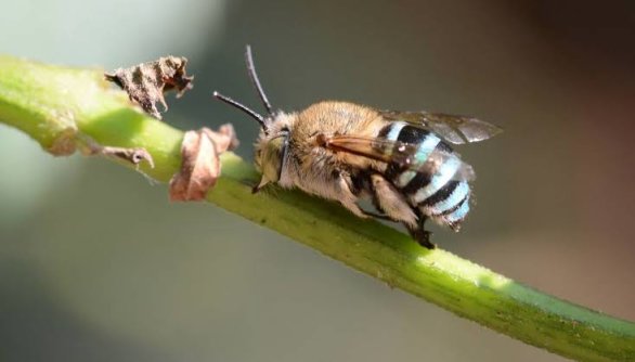 [奇怪生物日志]蜜蜂可不止黄色的哦，还有...