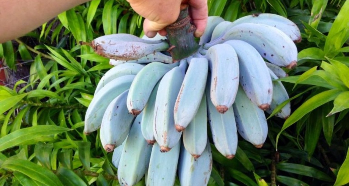[奇怪生物日志]吃下这个蓝色香蕉提升寒冷抗性