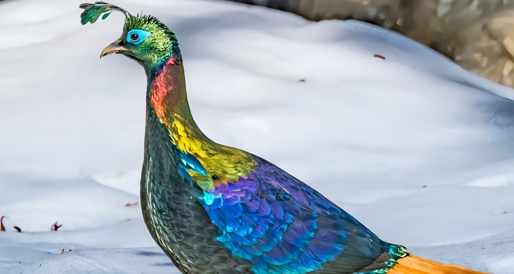 [奇怪生物日誌]像是漫畫走出來的神奇鳥類