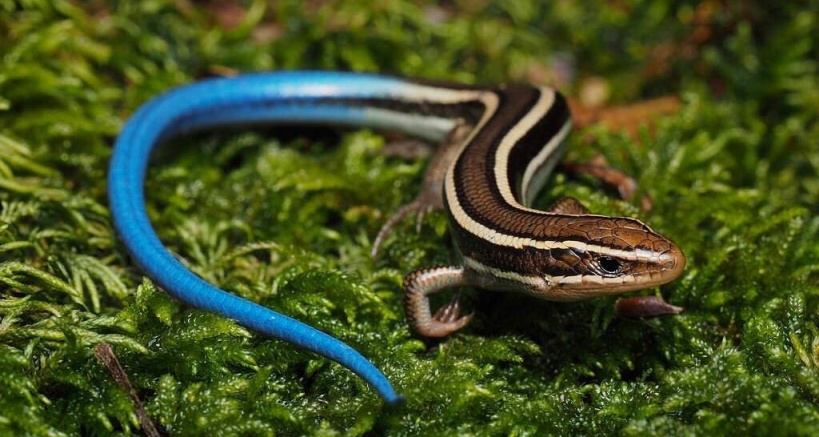 [奇怪生物日誌]可是經費只夠尾巴的染色了誒