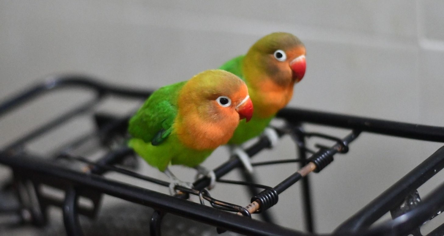 總要養只鳥：從零手養到繁殖