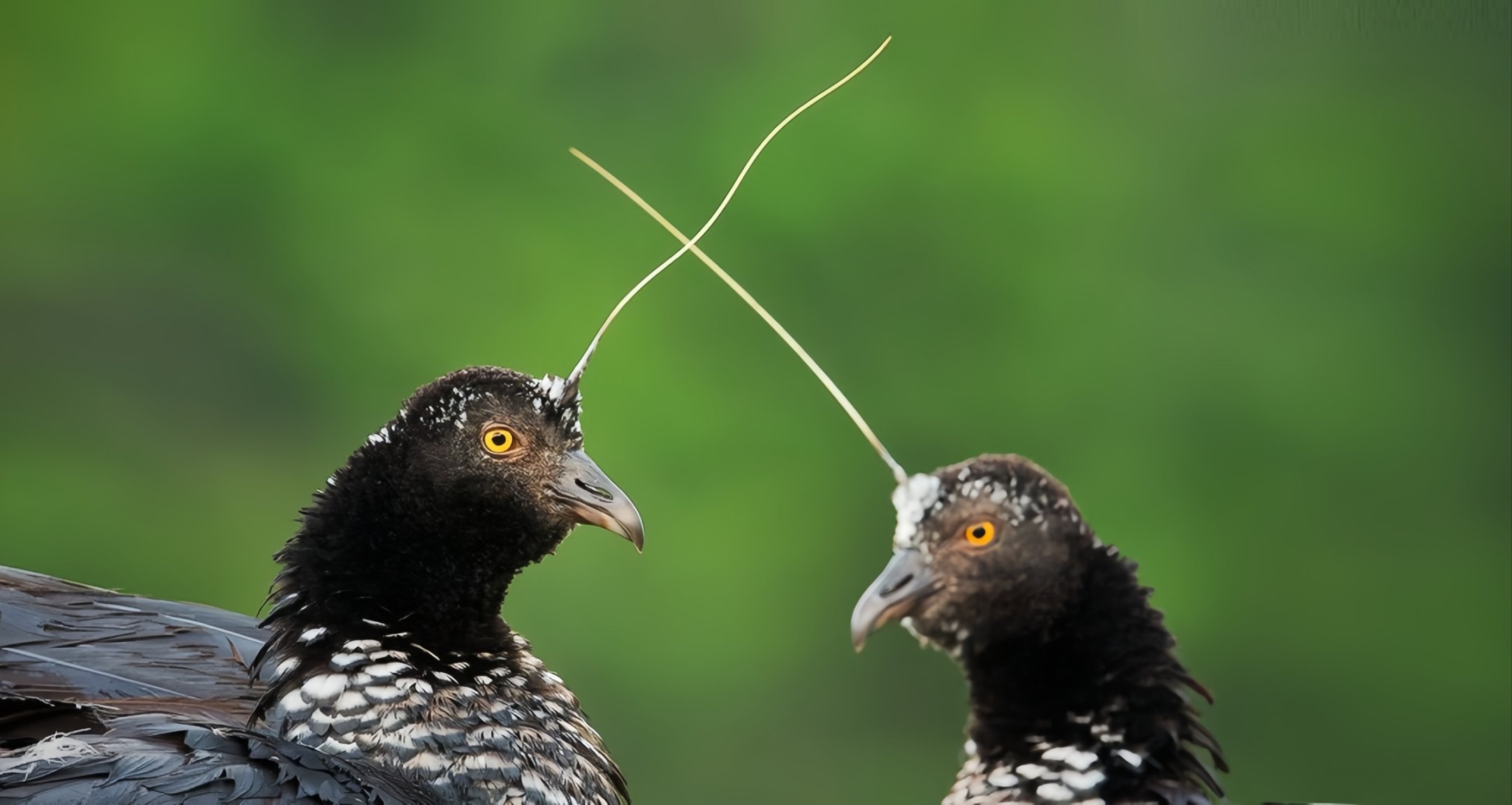 [奇怪生物日誌]鳥鳥我呀,準備去當怪獸啦!