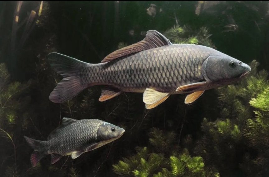 【PC遊戲】第一期【星露穀物語】中魚類在現實生活中的樣子！！-第15張