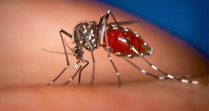 今年登革热病例激增！《Nature》杂志指出真凶