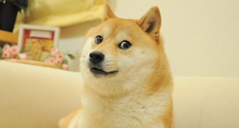 如何選擇一隻適合自己的狗狗？