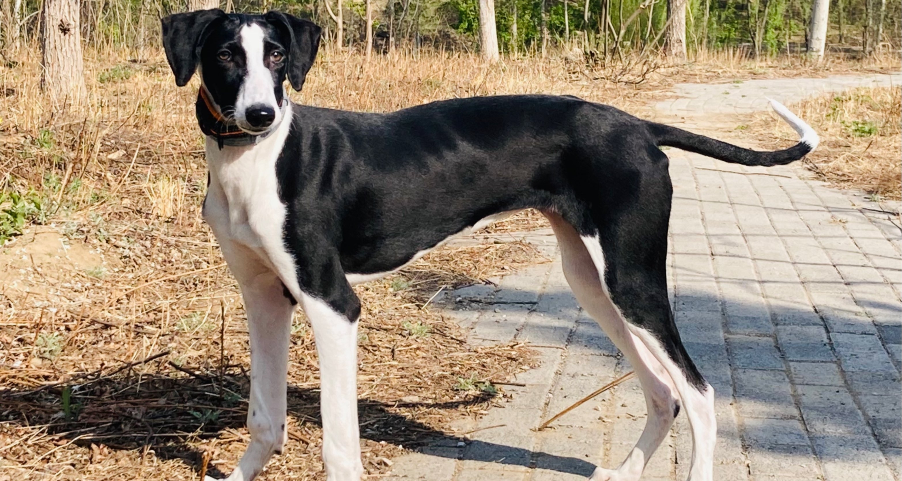 盘点那些鲜为人知的中华田园犬