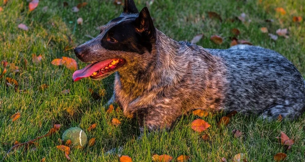 世界上所有寵物狗一覽！！（中型犬）