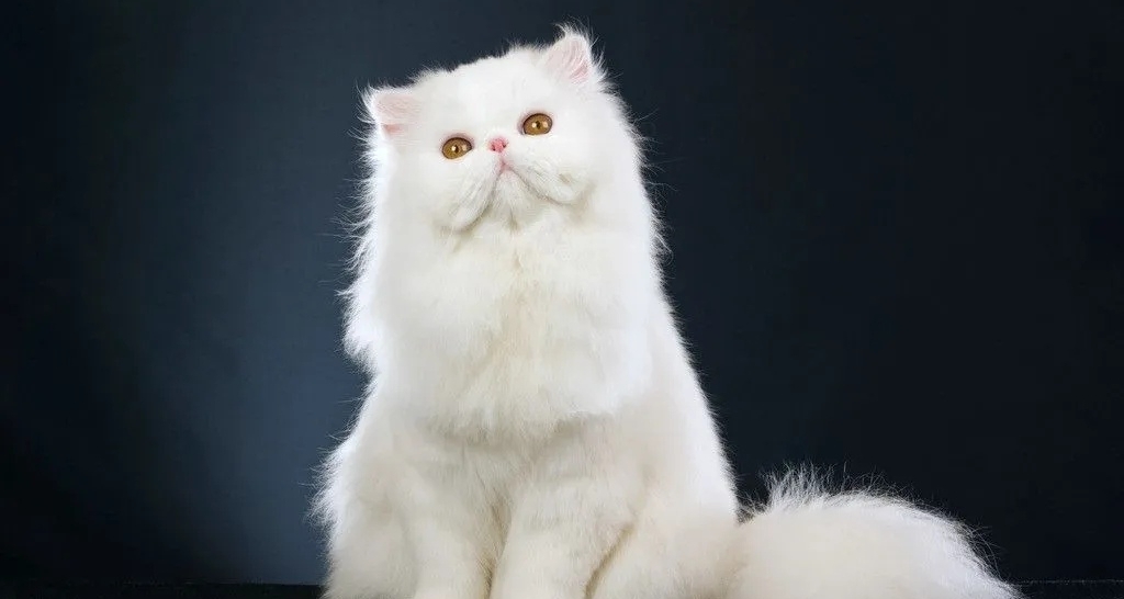 世界上所有寵物貓咪一覽！！（長毛貓）