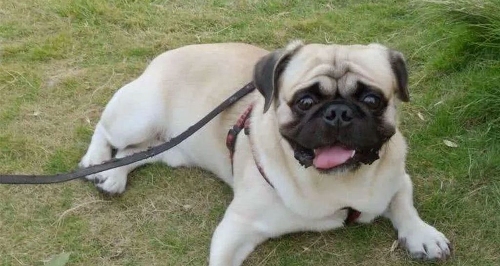 世界上所有宠物狗一览【小型犬】