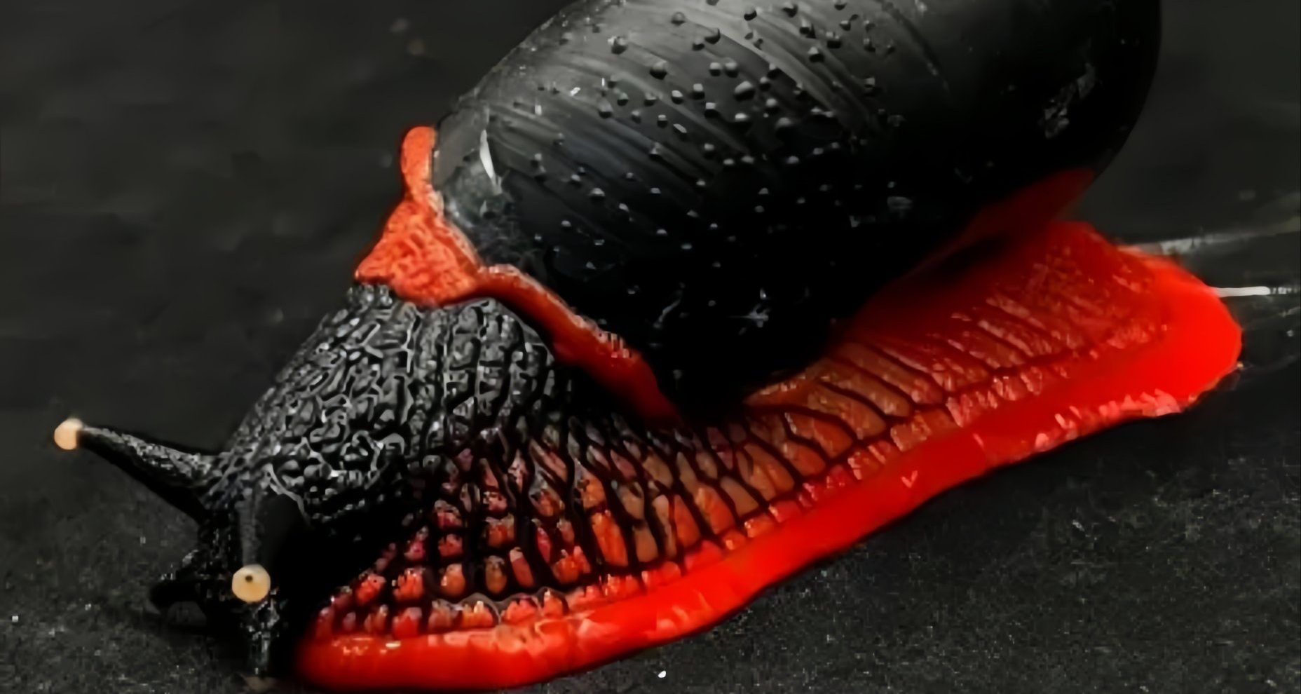 [奇怪生物日志]红红火火红红火火的大蜗牛