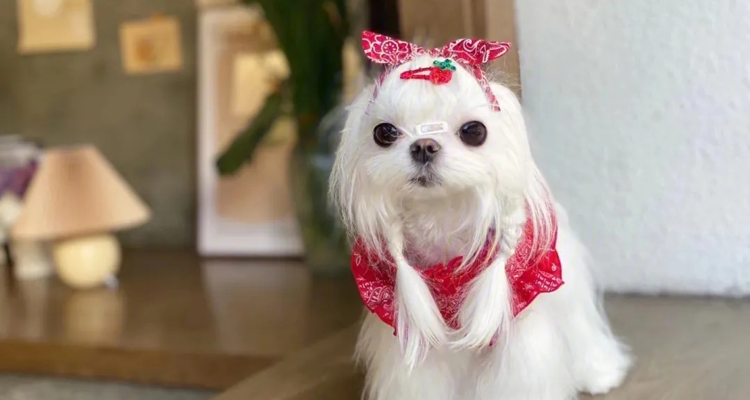 世界上所有寵物狗一覽【小型犬】