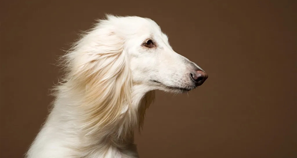 世界上所有寵物狗一覽！（大型犬）