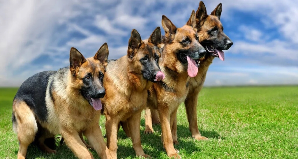 世界上所有寵物狗一覽！（大型犬）