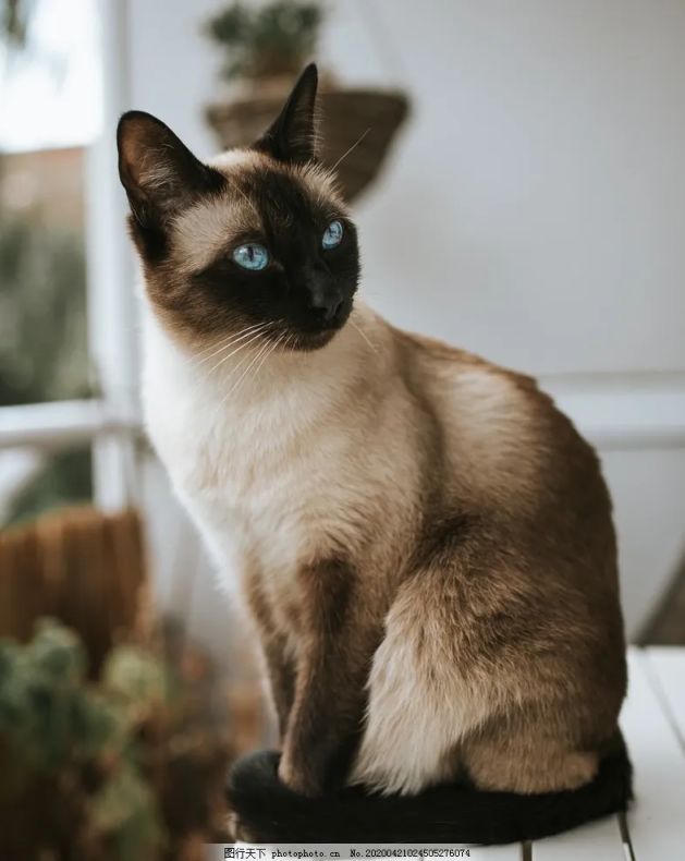 世界上所有宠物猫咪一览！（短毛猫）