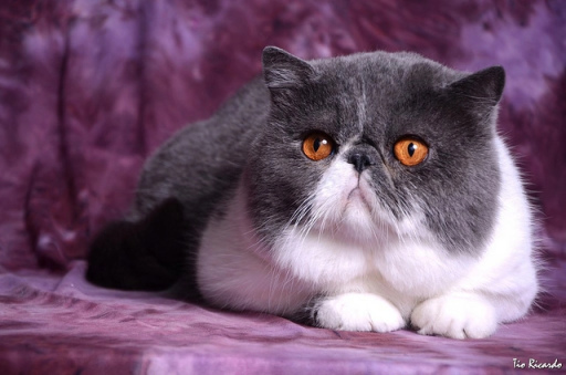 世界上所有宠物猫咪一览！（短毛猫）