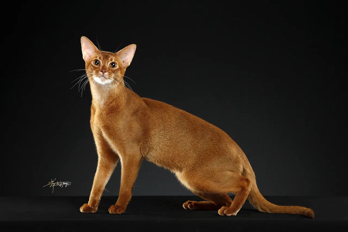 世界上所有宠物猫咪一览！（短毛猫）