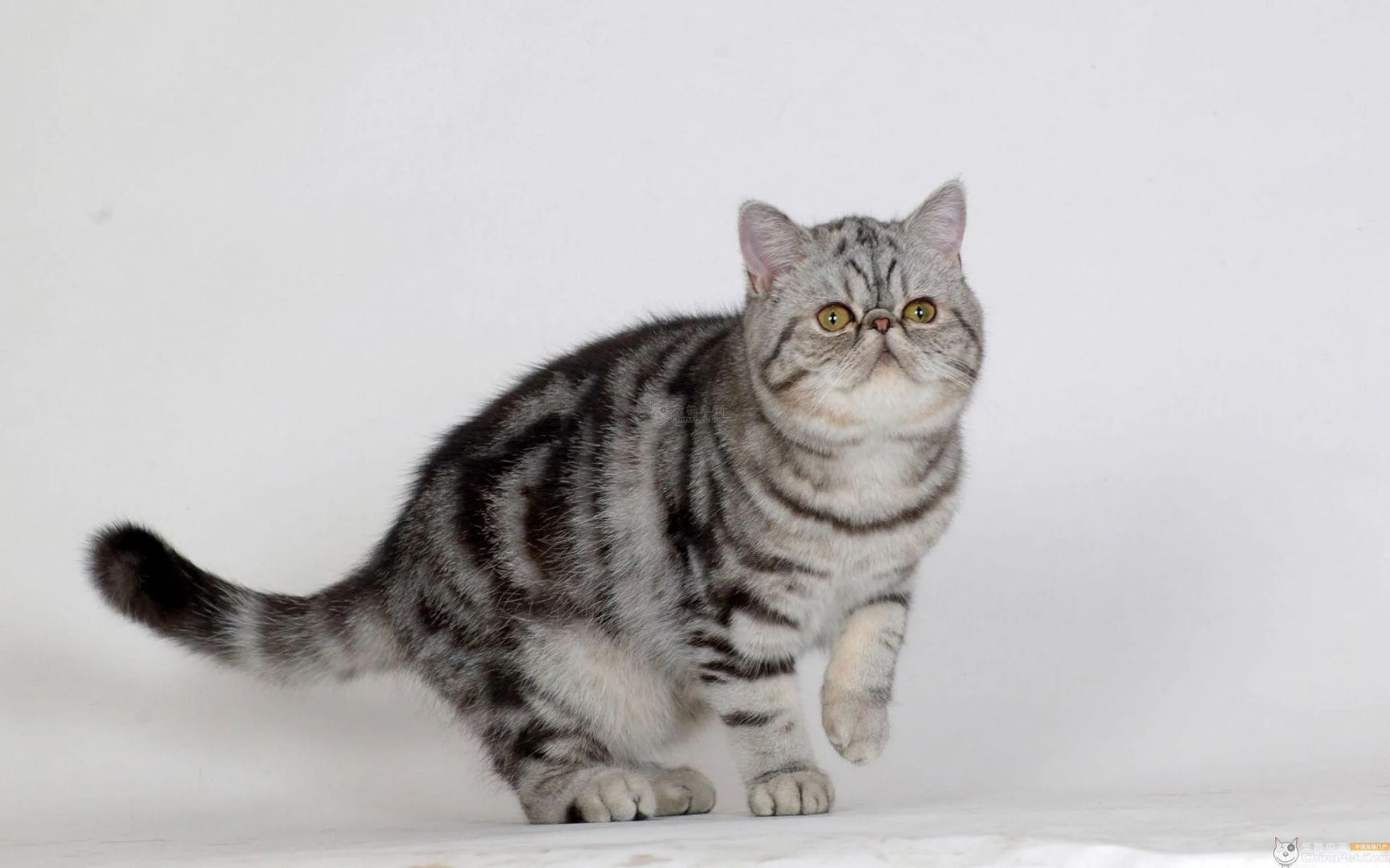 世界上所有宠物猫咪一览！（短毛猫）