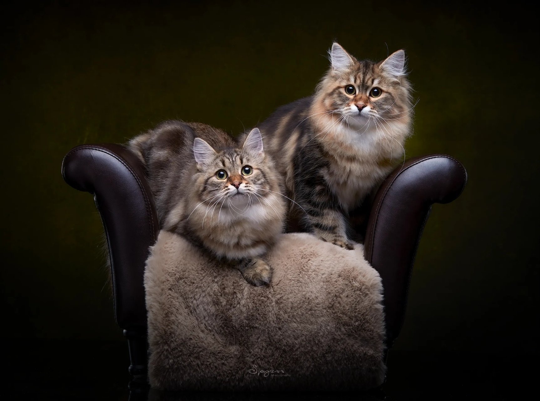 世界上所有宠物猫咪一览！！【长毛猫】