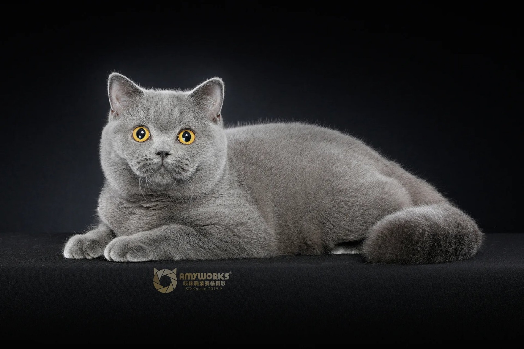 世界上所有宠物猫咪一览！（短毛猫）