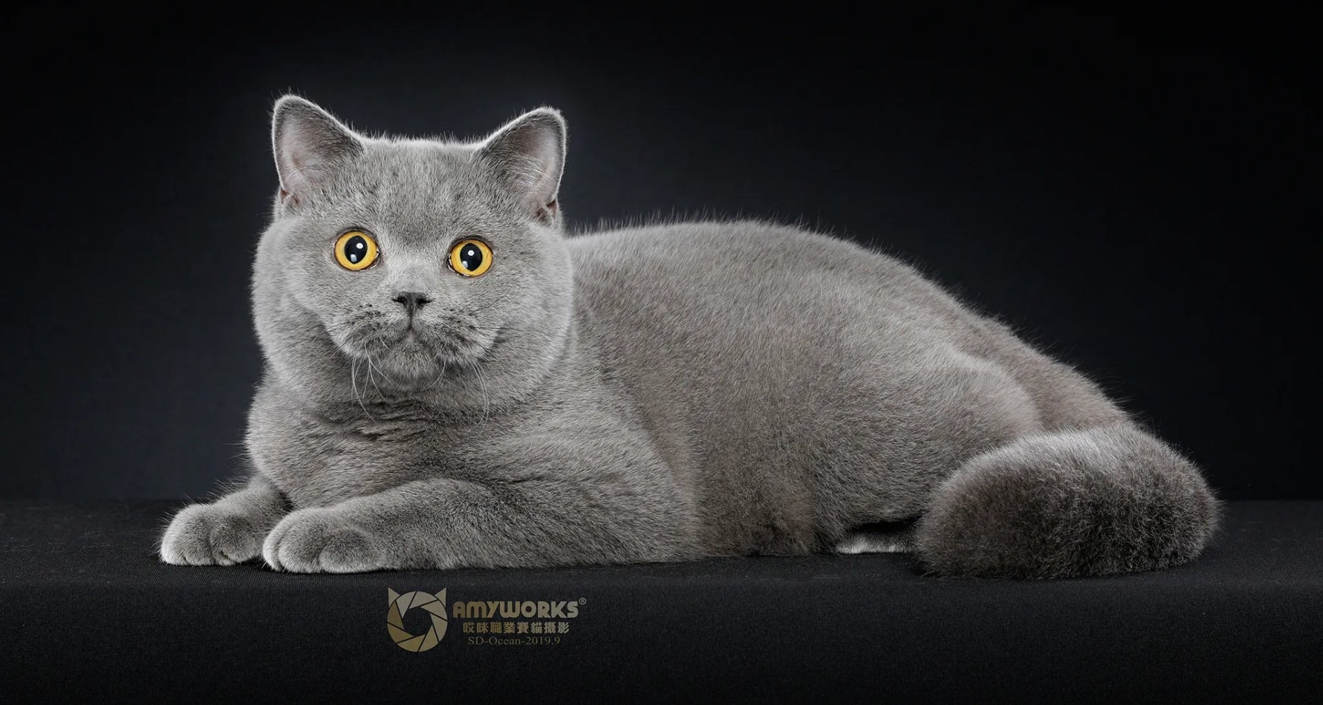 世界上所有寵物貓咪一覽！（短毛貓）