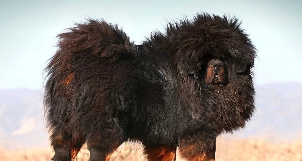 世界上所有寵物狗一覽！（巨型犬）