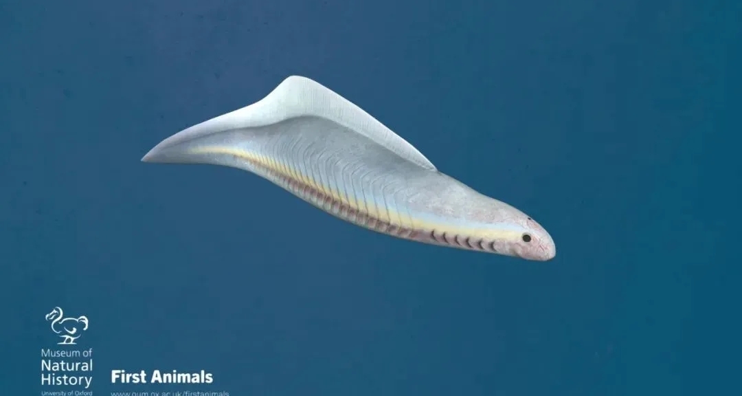 遠古十二紀，寒武紀古生物一覽！