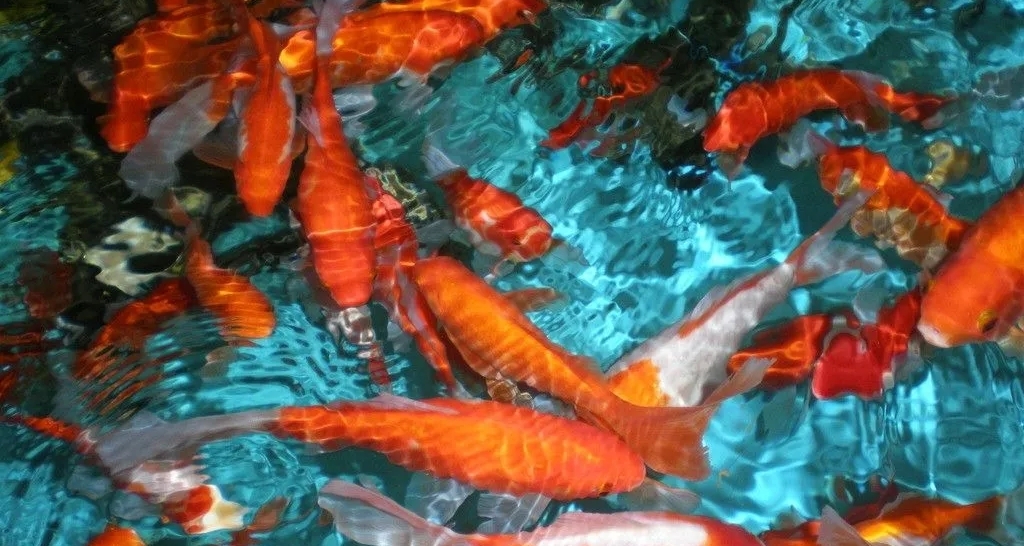 【第一期】宠物鱼类品种一览！！