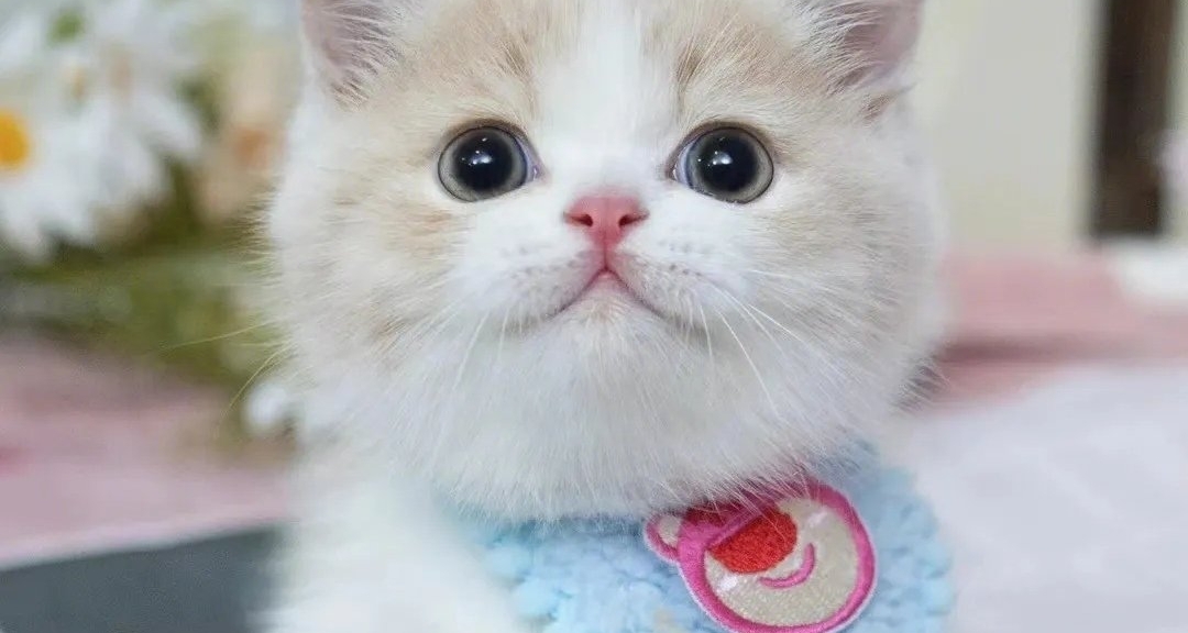 世界上所有宠物猫咪一览！（短毛猫）