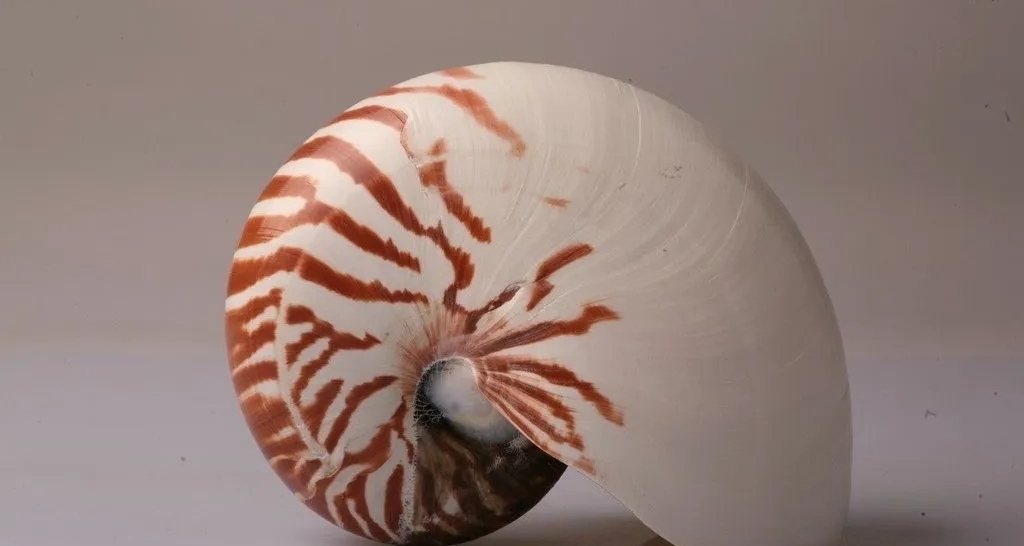 遠古十二紀，奧陶紀古生物一覽！