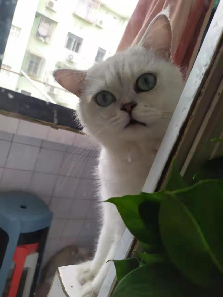 誰說影心弱？火球術伺候(博德之門3隊友構建）-第5張